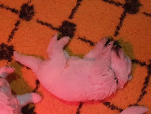 gros dodo