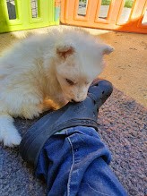 miam la chaussure