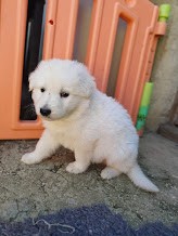 tite peluche