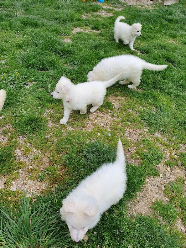 8 semaines 