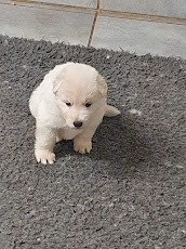 petite bouille