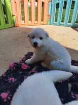 coucou toi