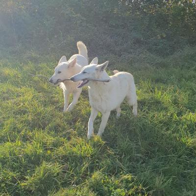 2 chiens un bâton