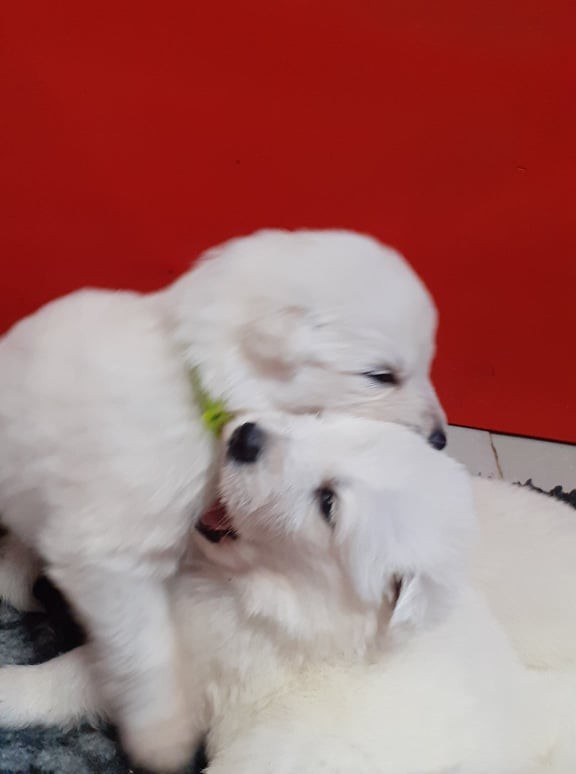 je te mange frangins 