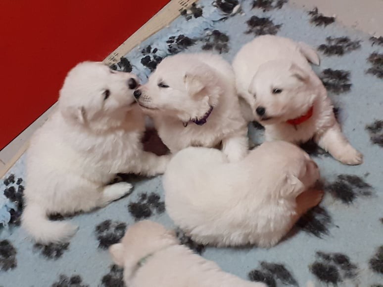 des bisous