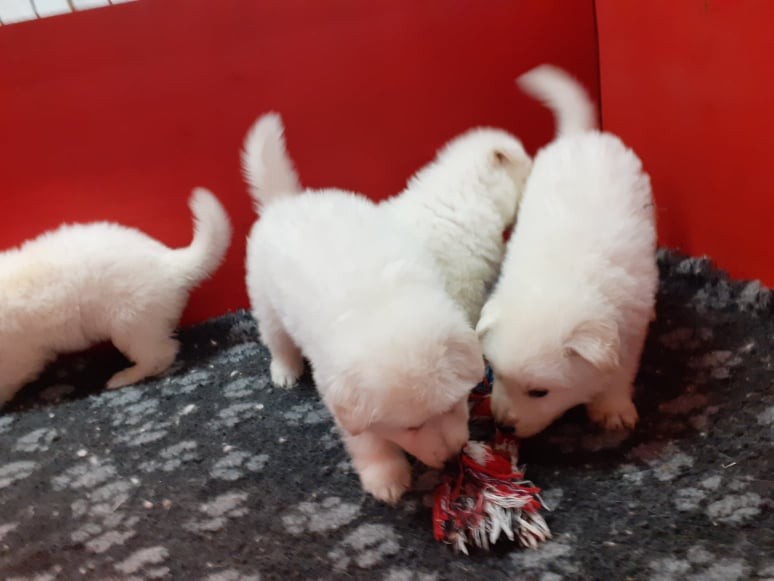 les jouets c'est chouette !