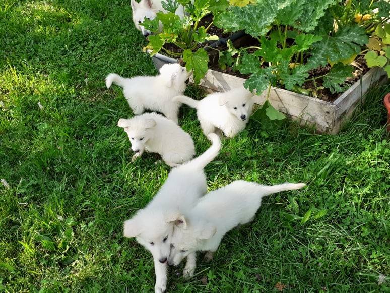 découverte du potager 