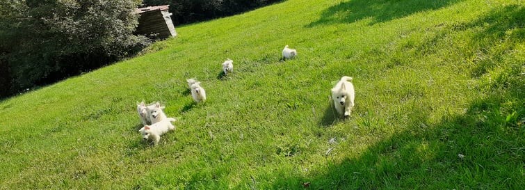 les petits loups
