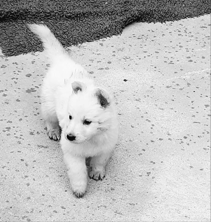 petite bouille