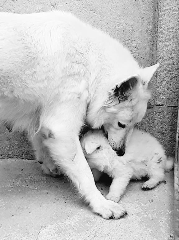 maman veille ...