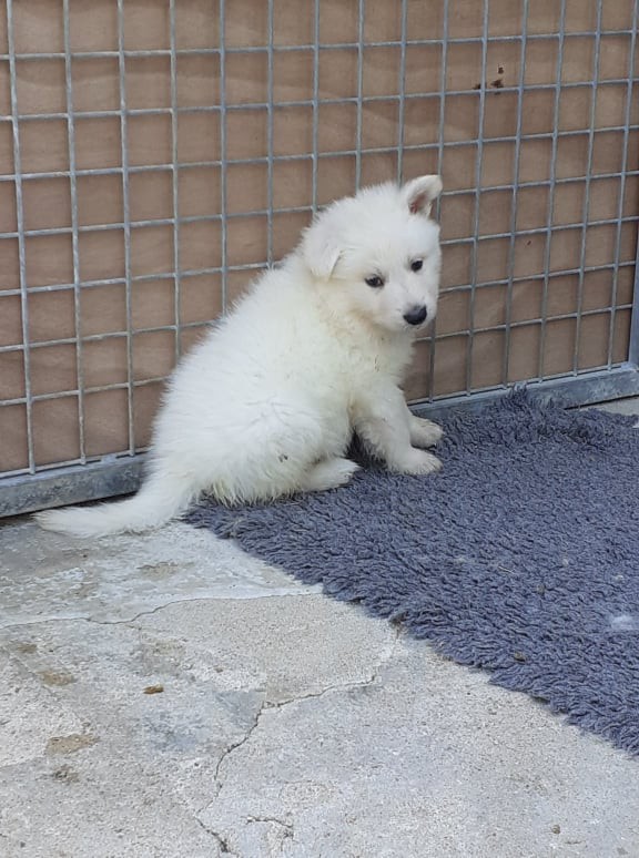 coucou