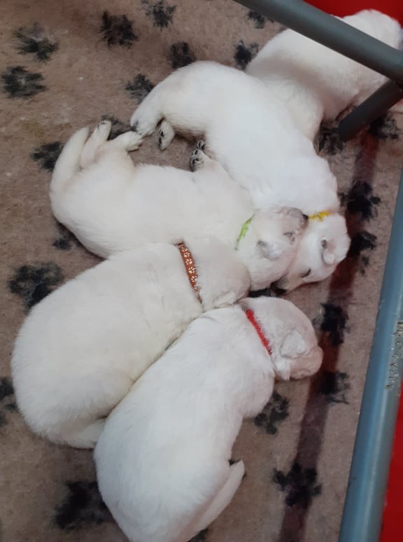 3 semaines