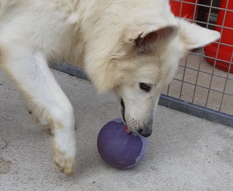 le ballon est à maman 