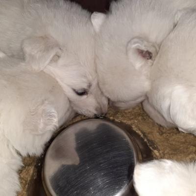4 semaines , les petits gourmands