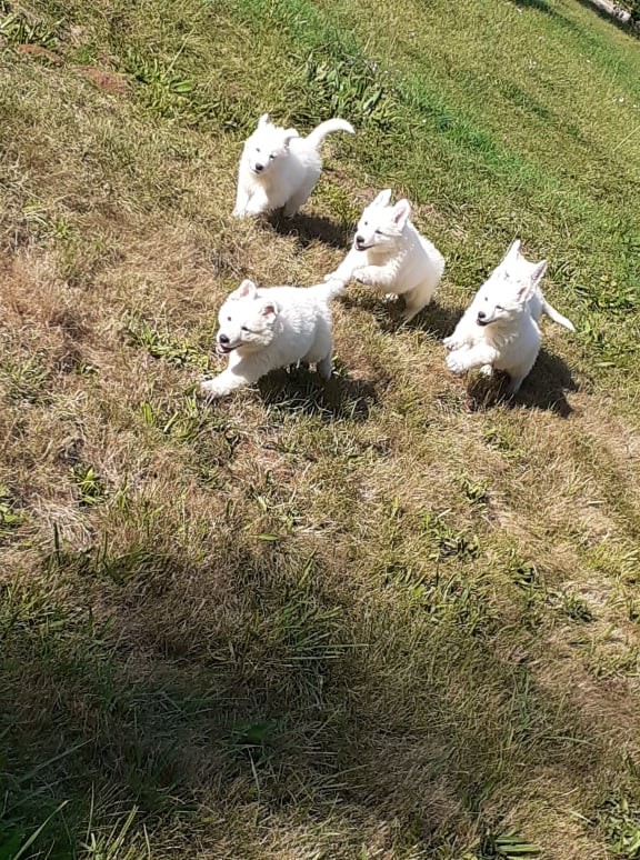 les petits loups
