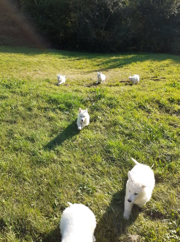 les petits loups 
