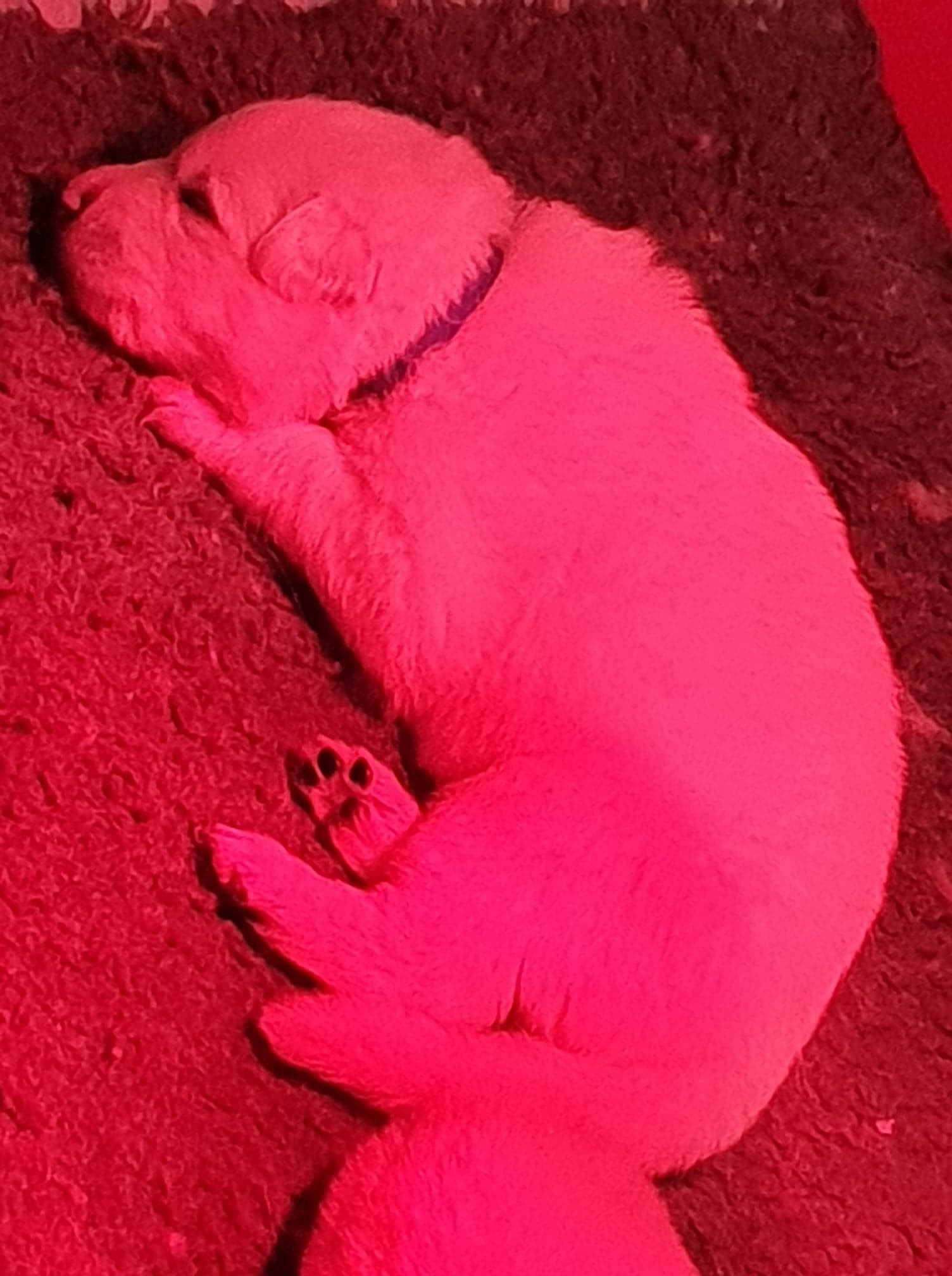gros dodo 