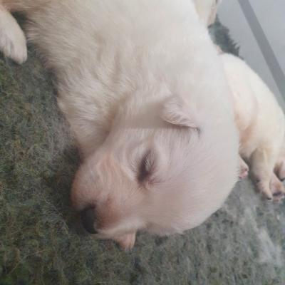 gros dodo
