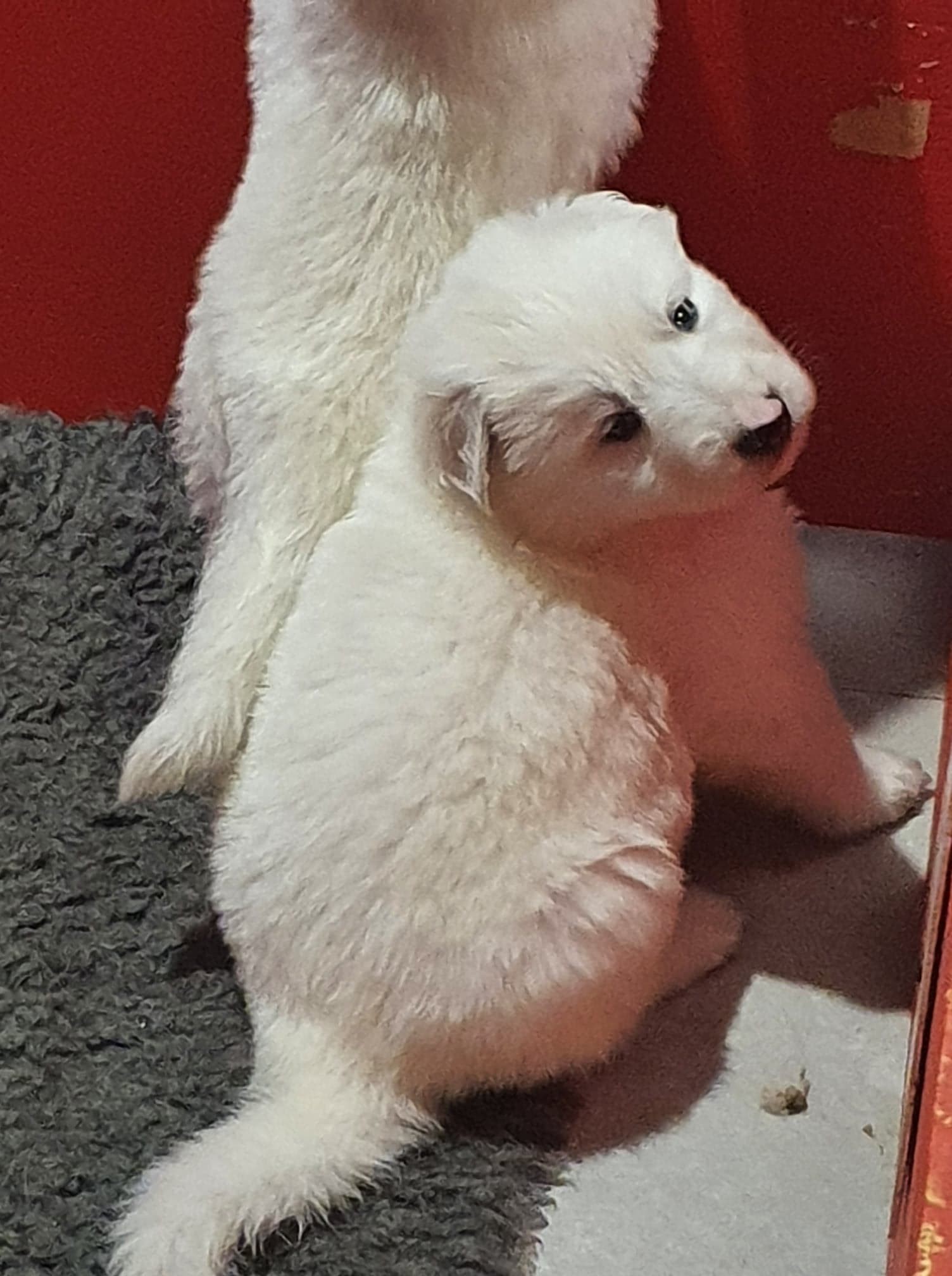coucou toi