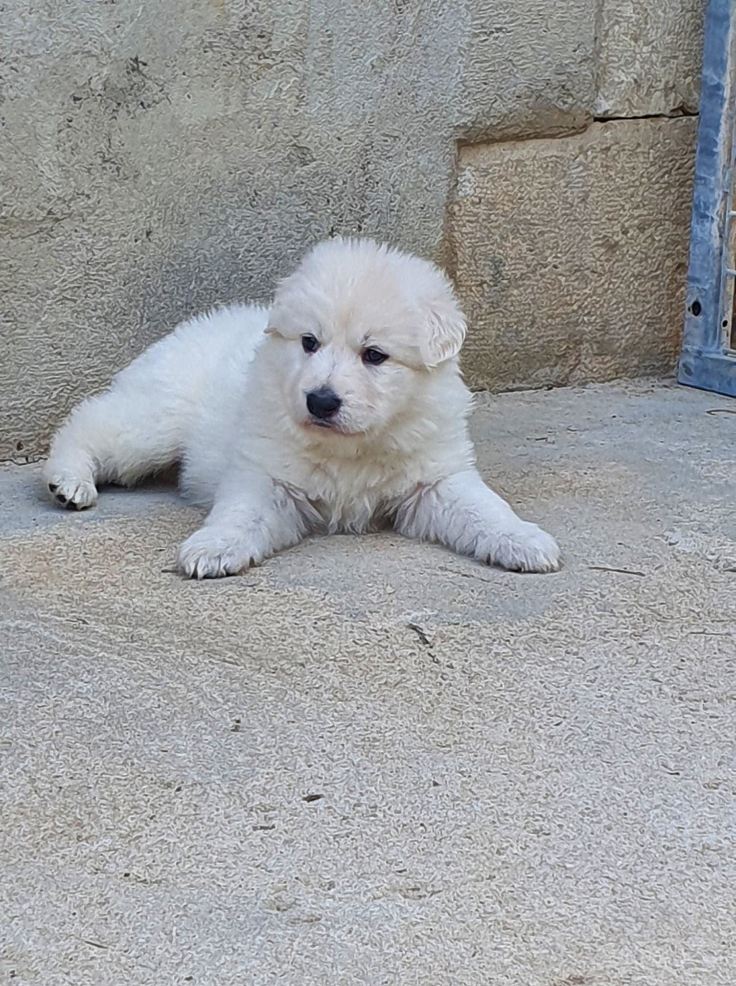je pose