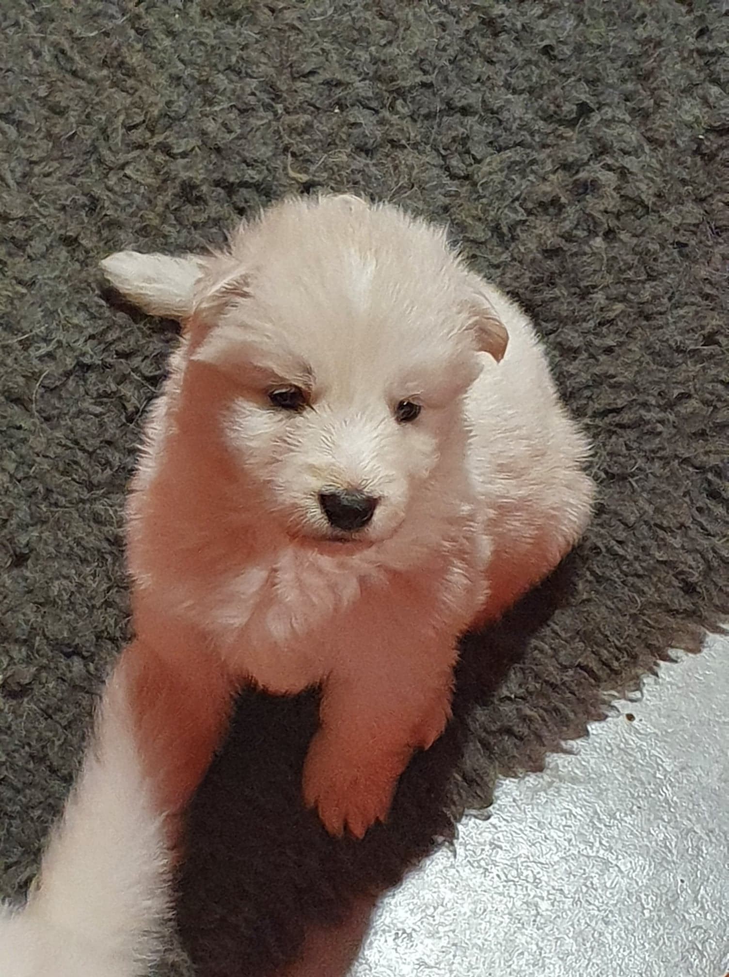 petite bouille