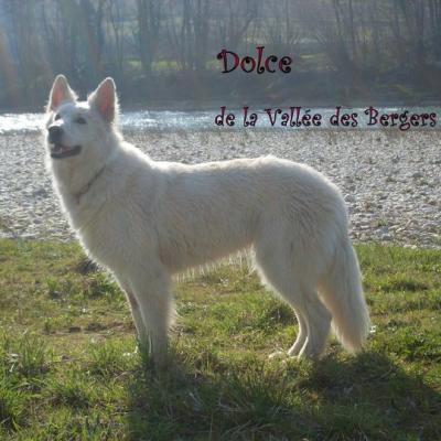 Dolce de la Vallée des Bergers Blancs , la maman
