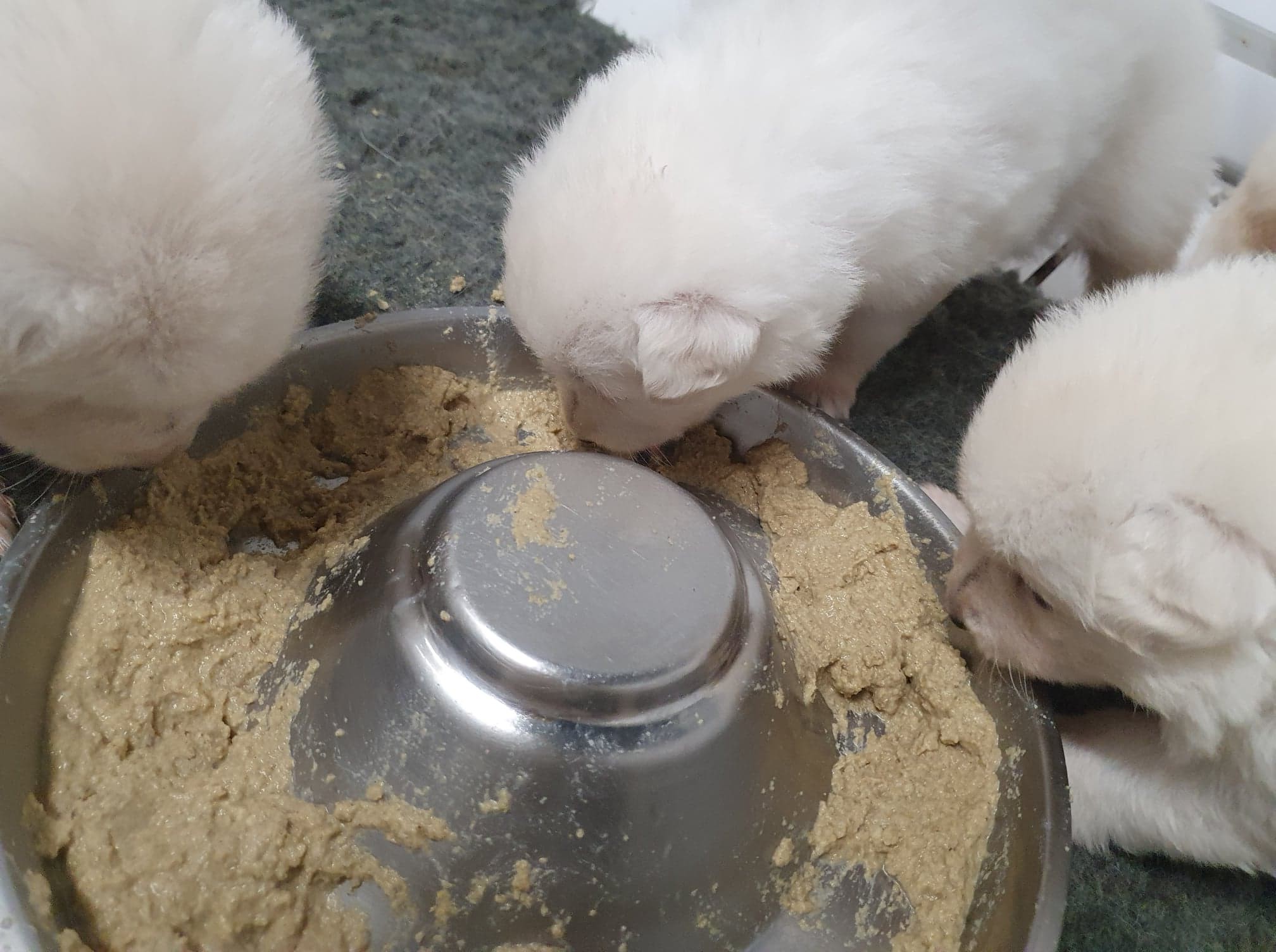 4 semaines, l'heure des repas !