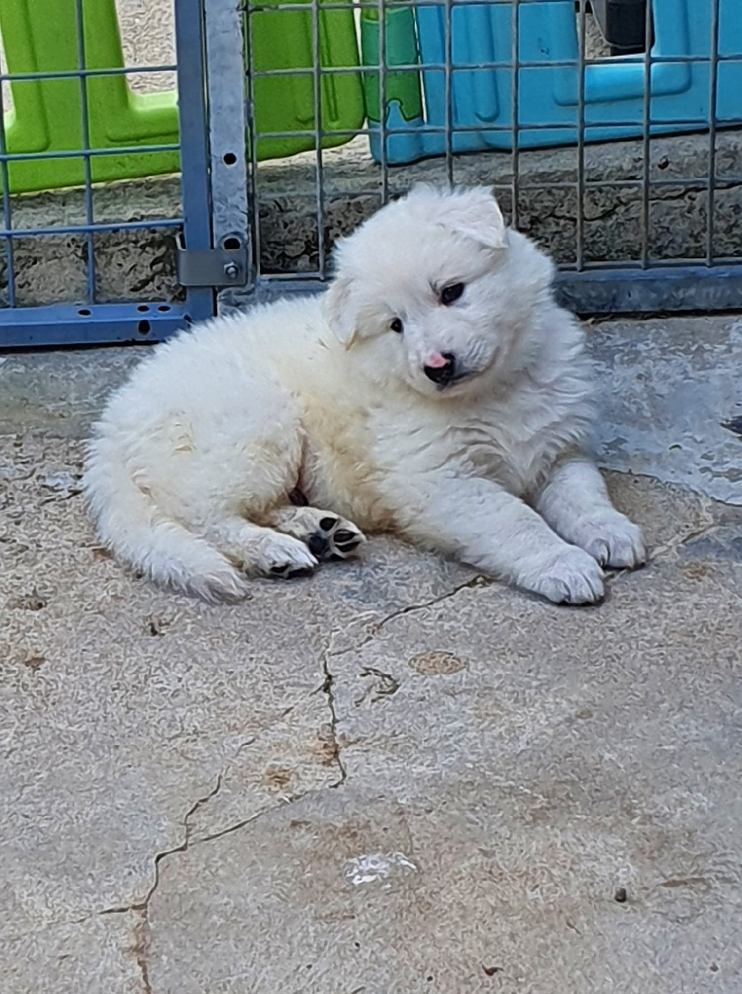je pose