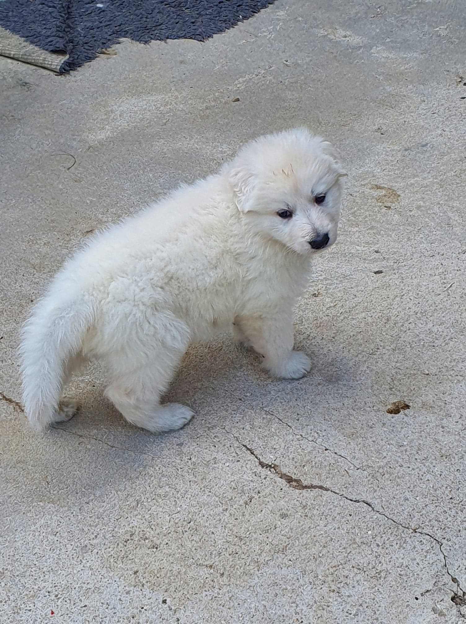 coucou toi