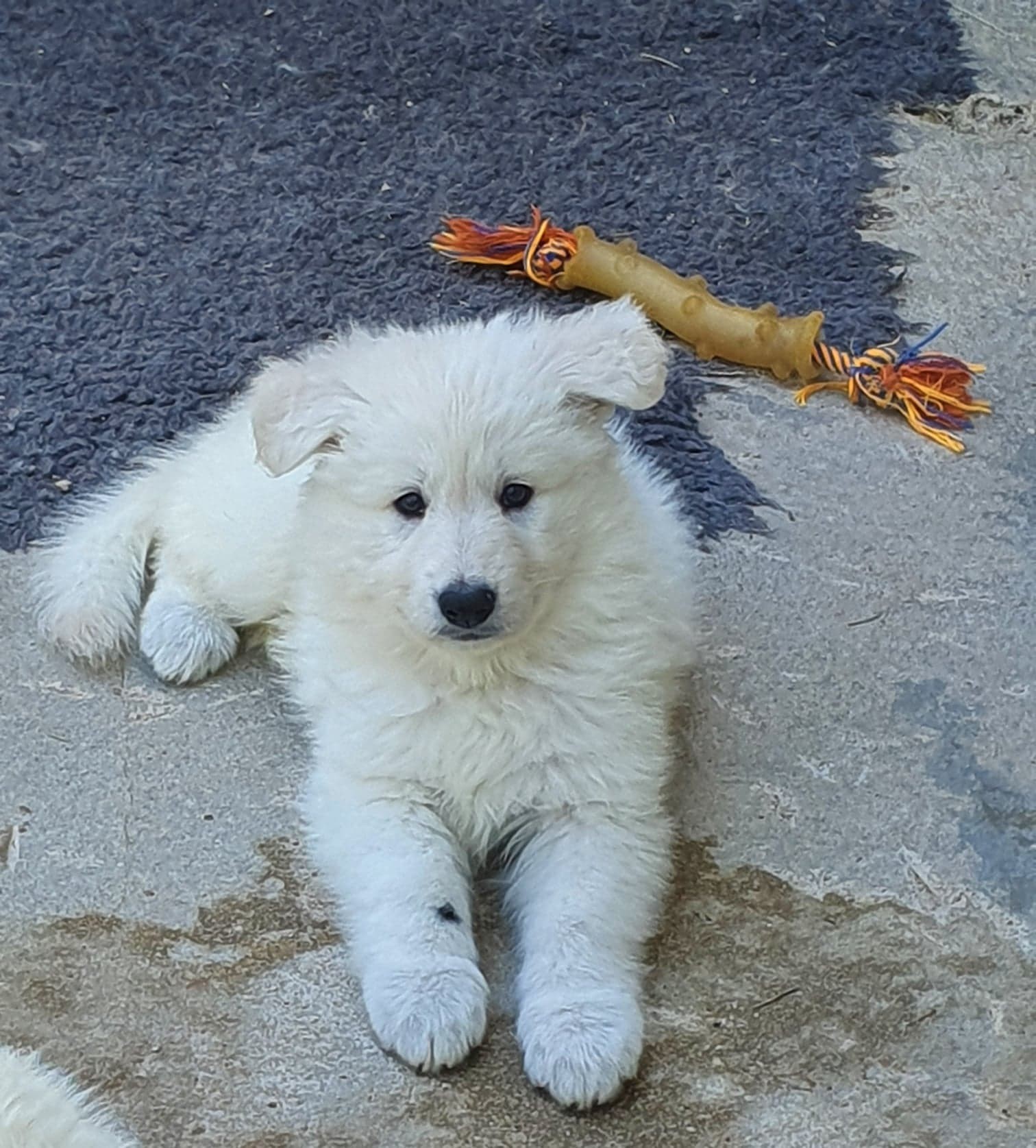 coucou toi