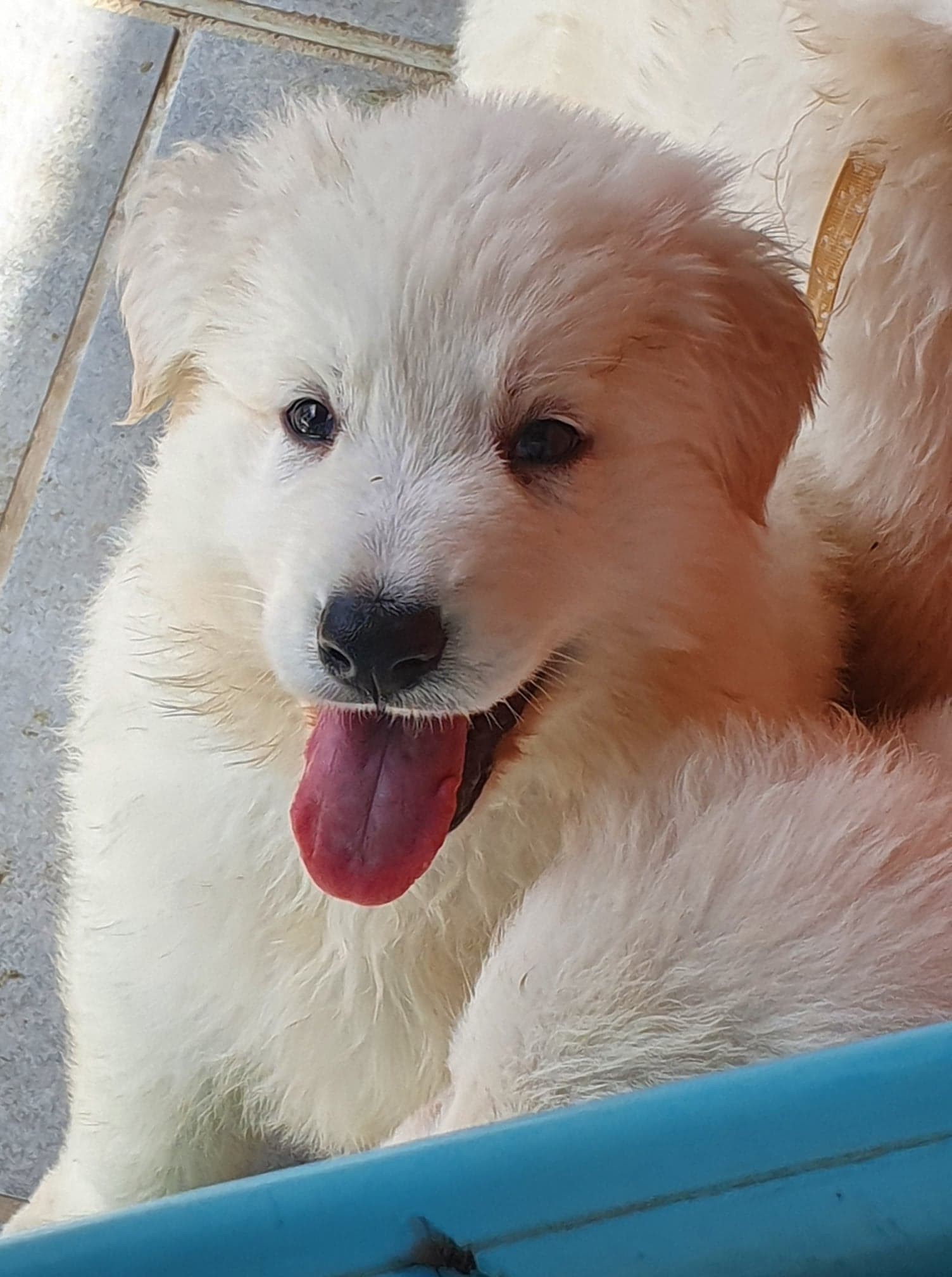 coucou toi