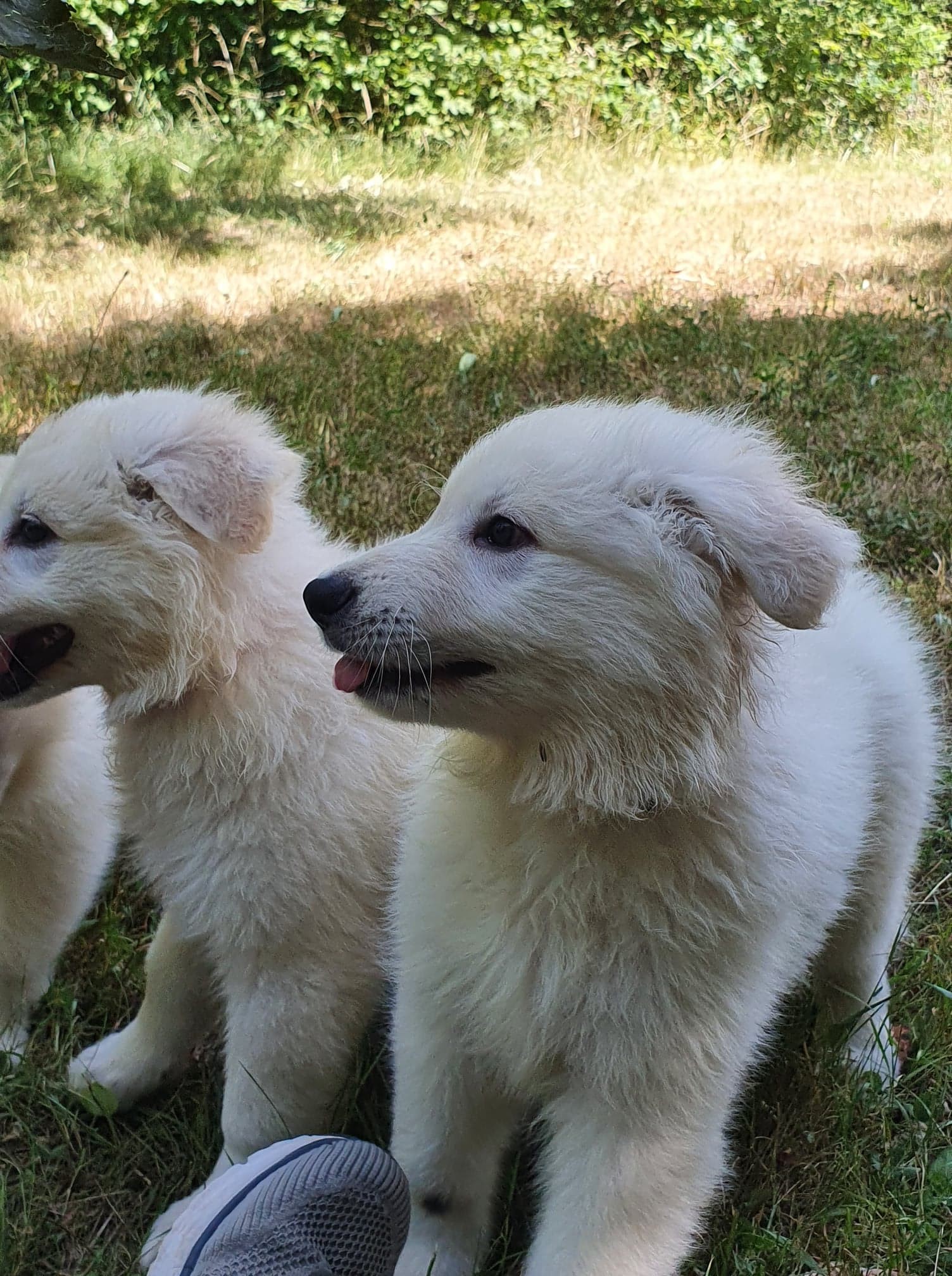 les ptites bouilles