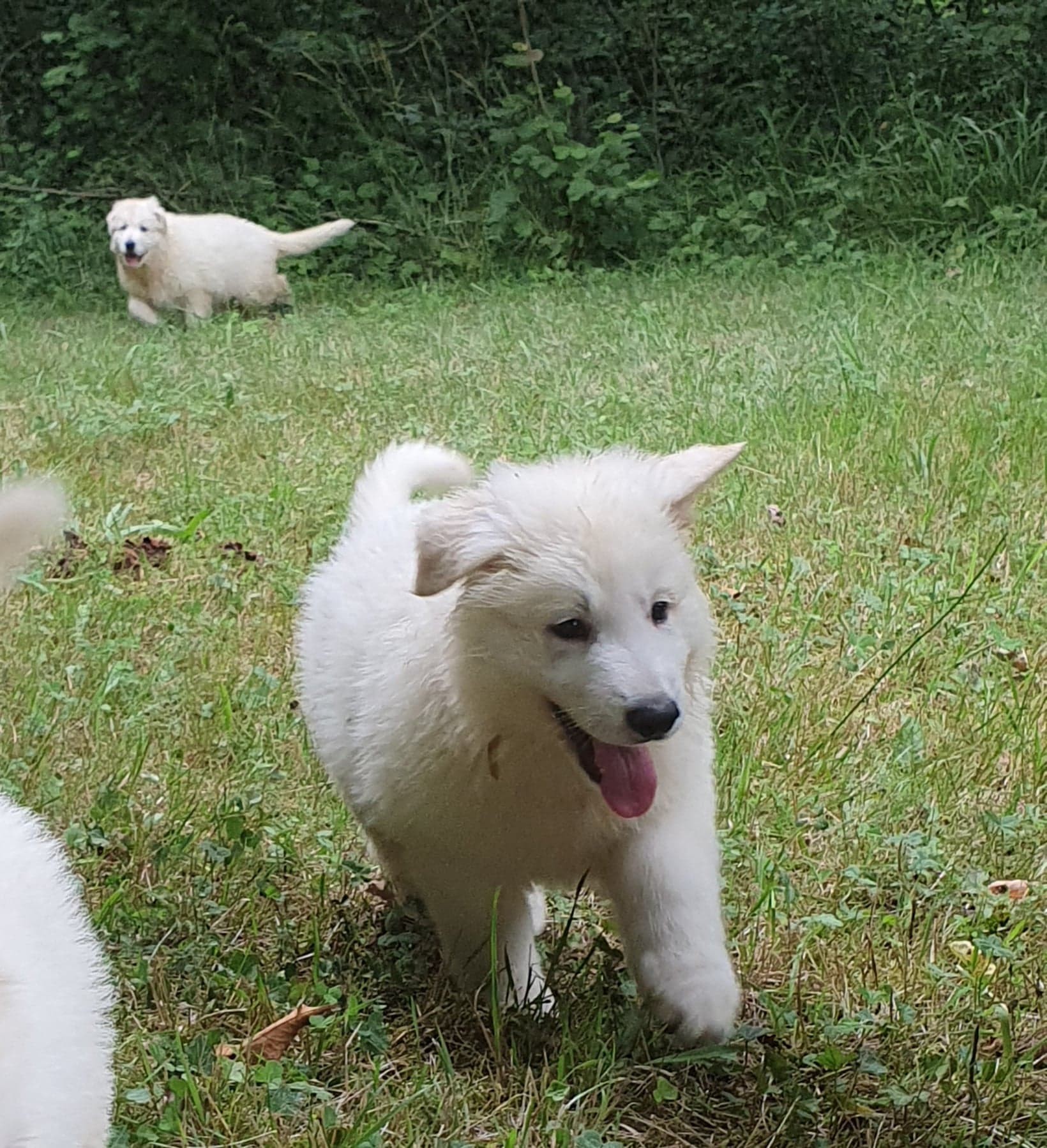 coucou toi