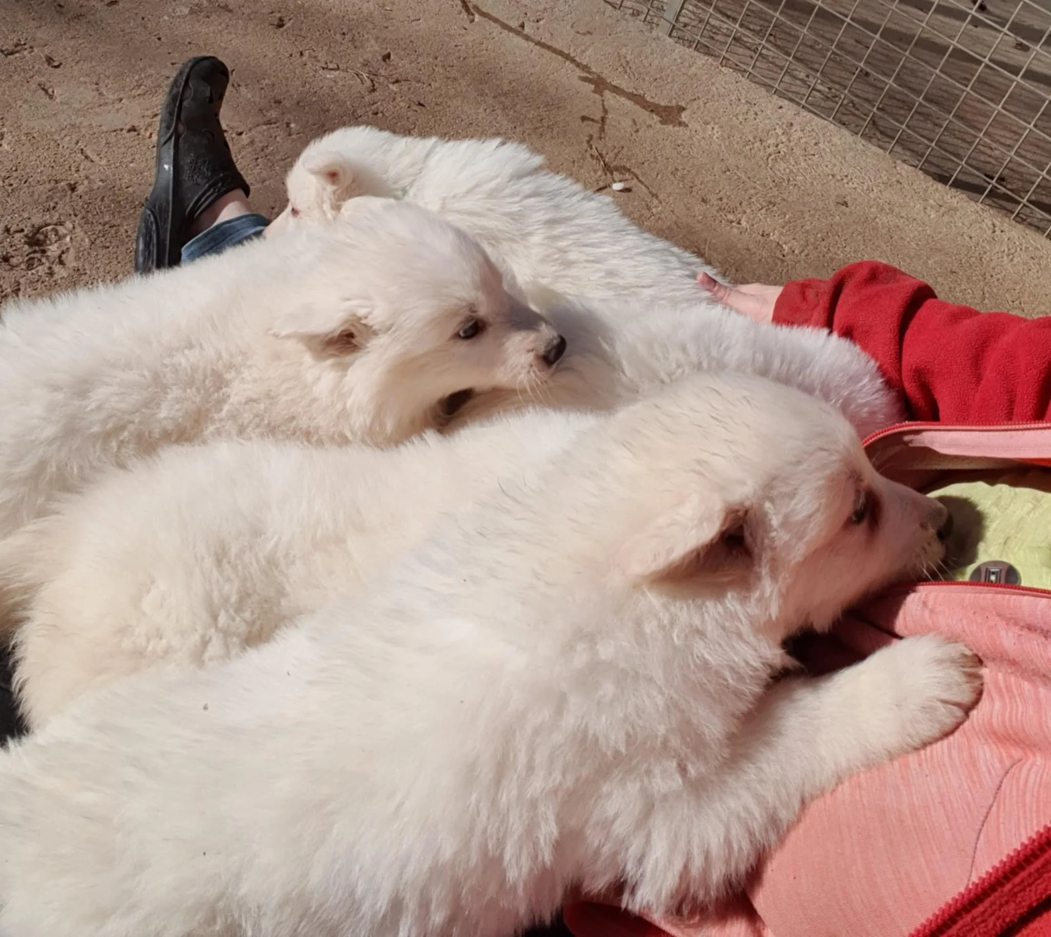 ca va être compliqué de faire des photos ...