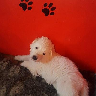 coucou