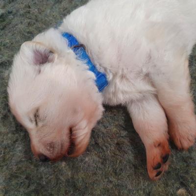 mr bleu