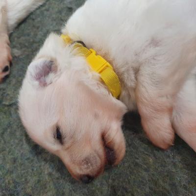 mlle jaune