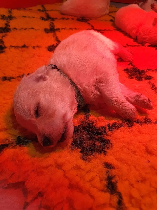 gros dodo