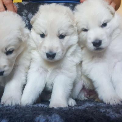 3 fifilles