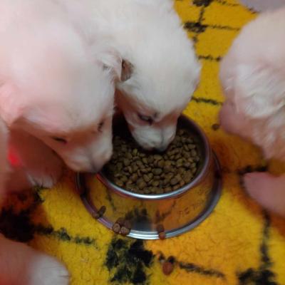 3 semaines miam 