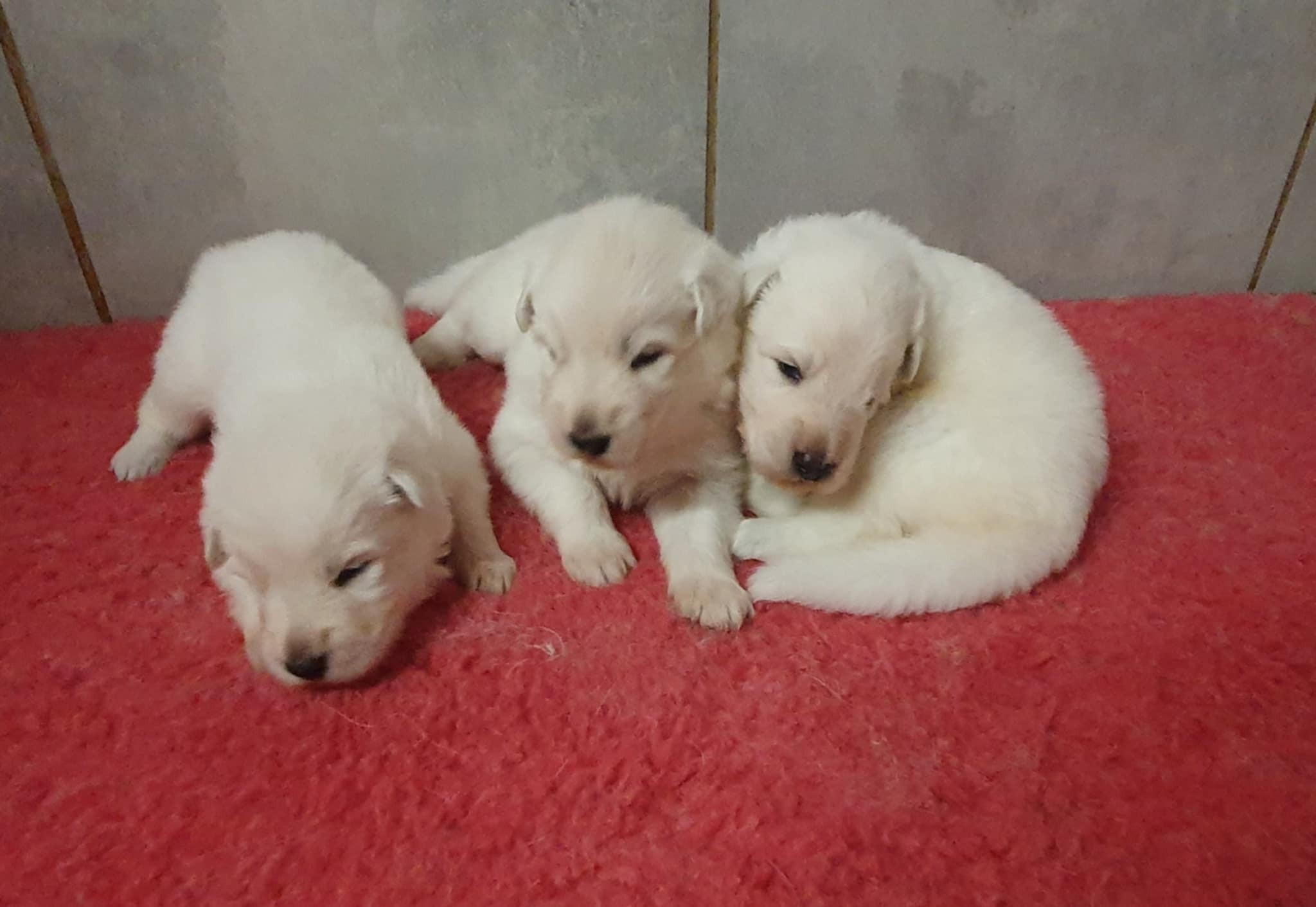 3 semaines