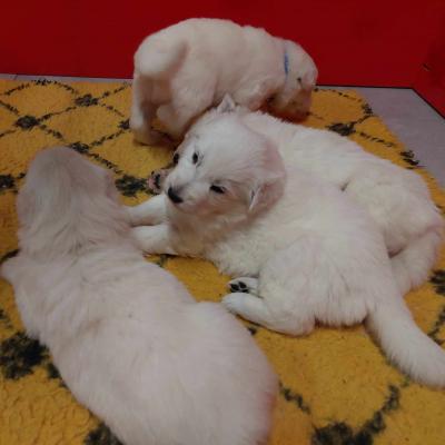 3 semaines
