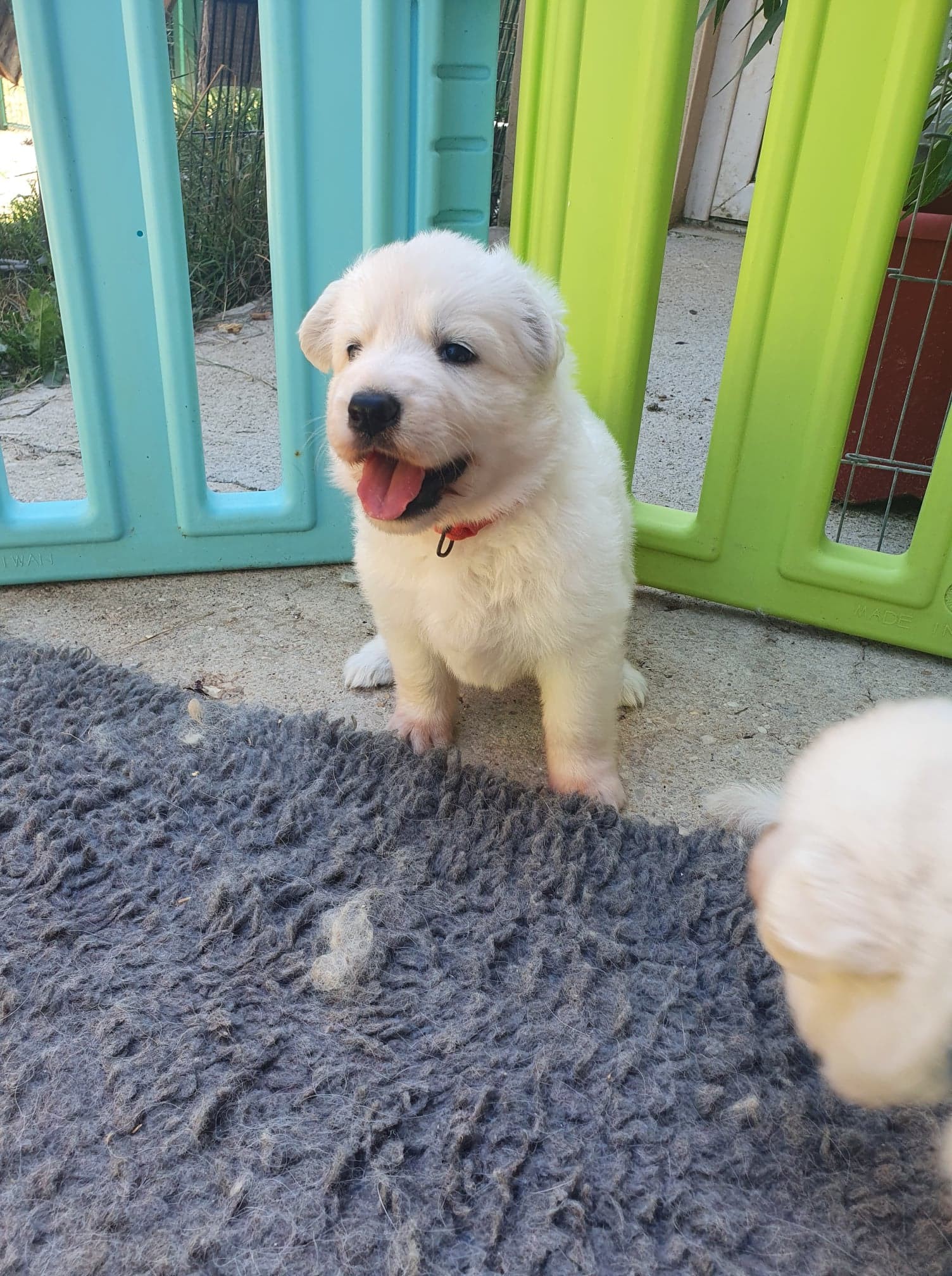 coucou toi