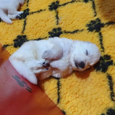 mignonnerie 