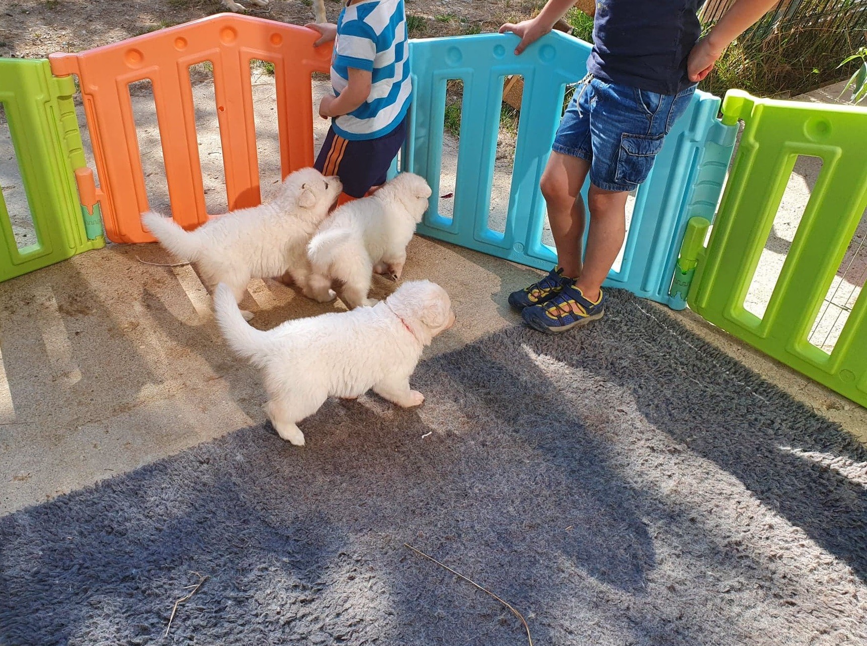 ce sont pas des chiots mais ils veulent bien jouer ;) 