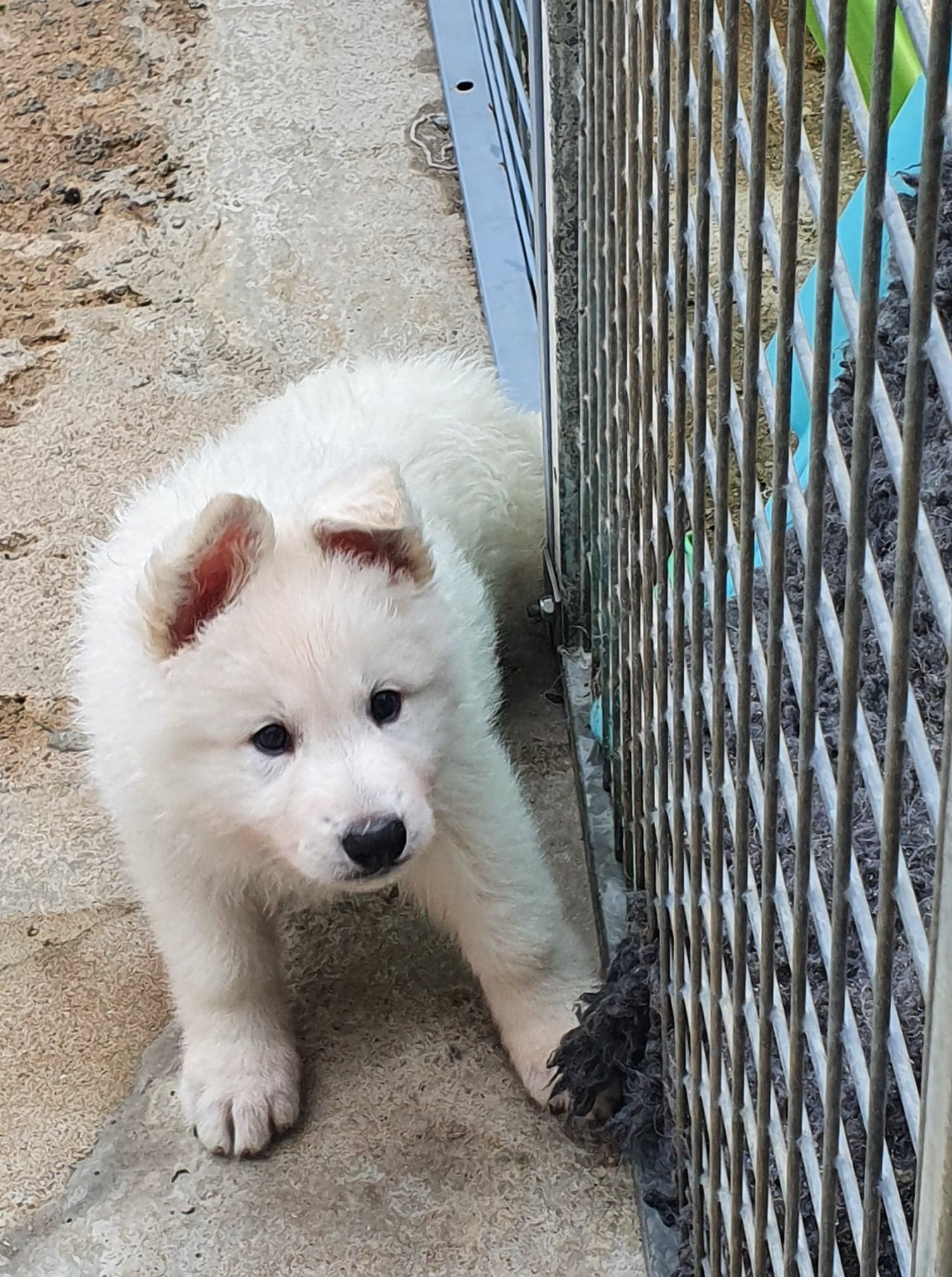 petite bouille