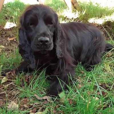 Chiots Cocker Etincelle x Rocco 13oct22