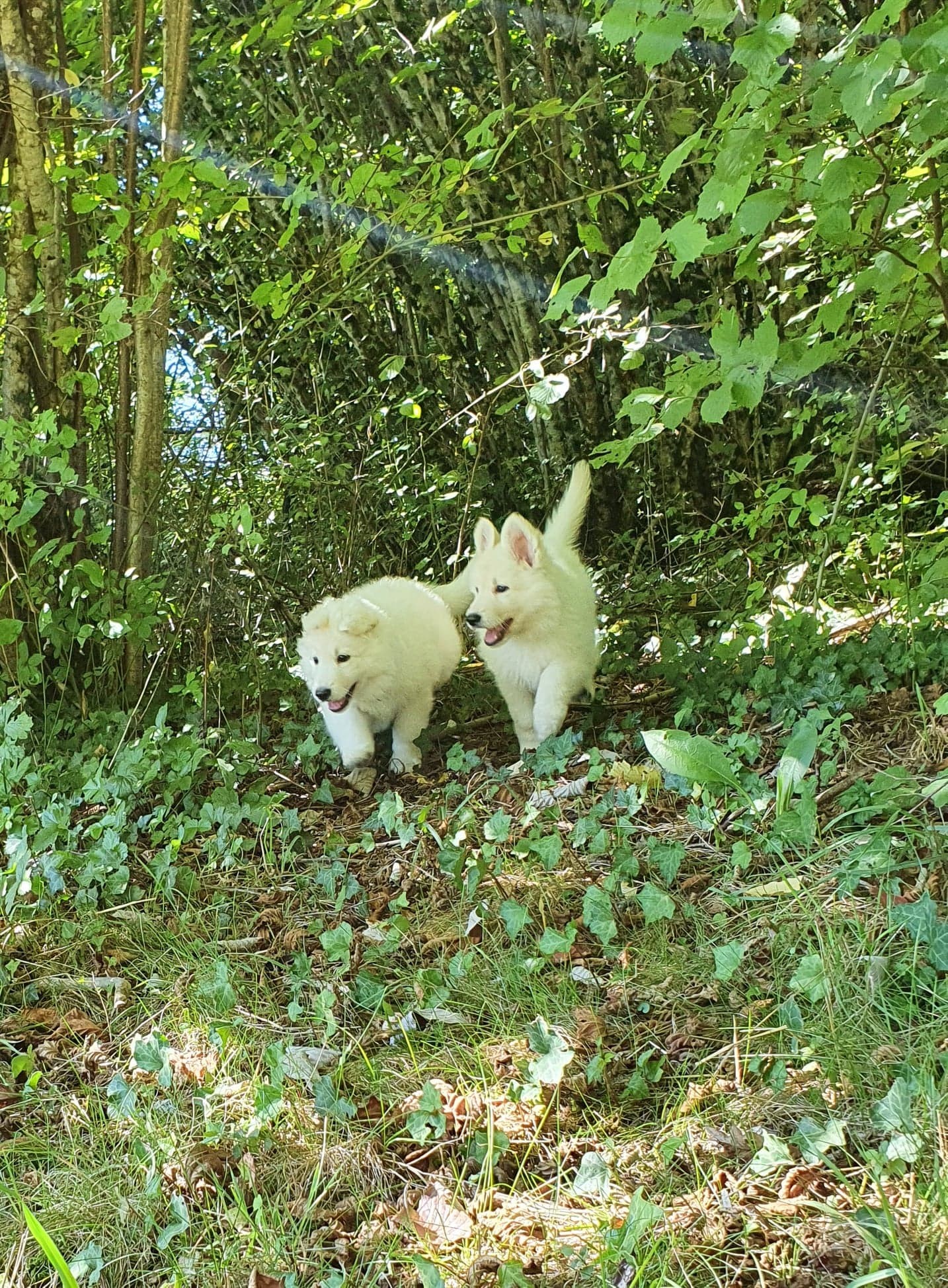 promenons nous dans les bois ...