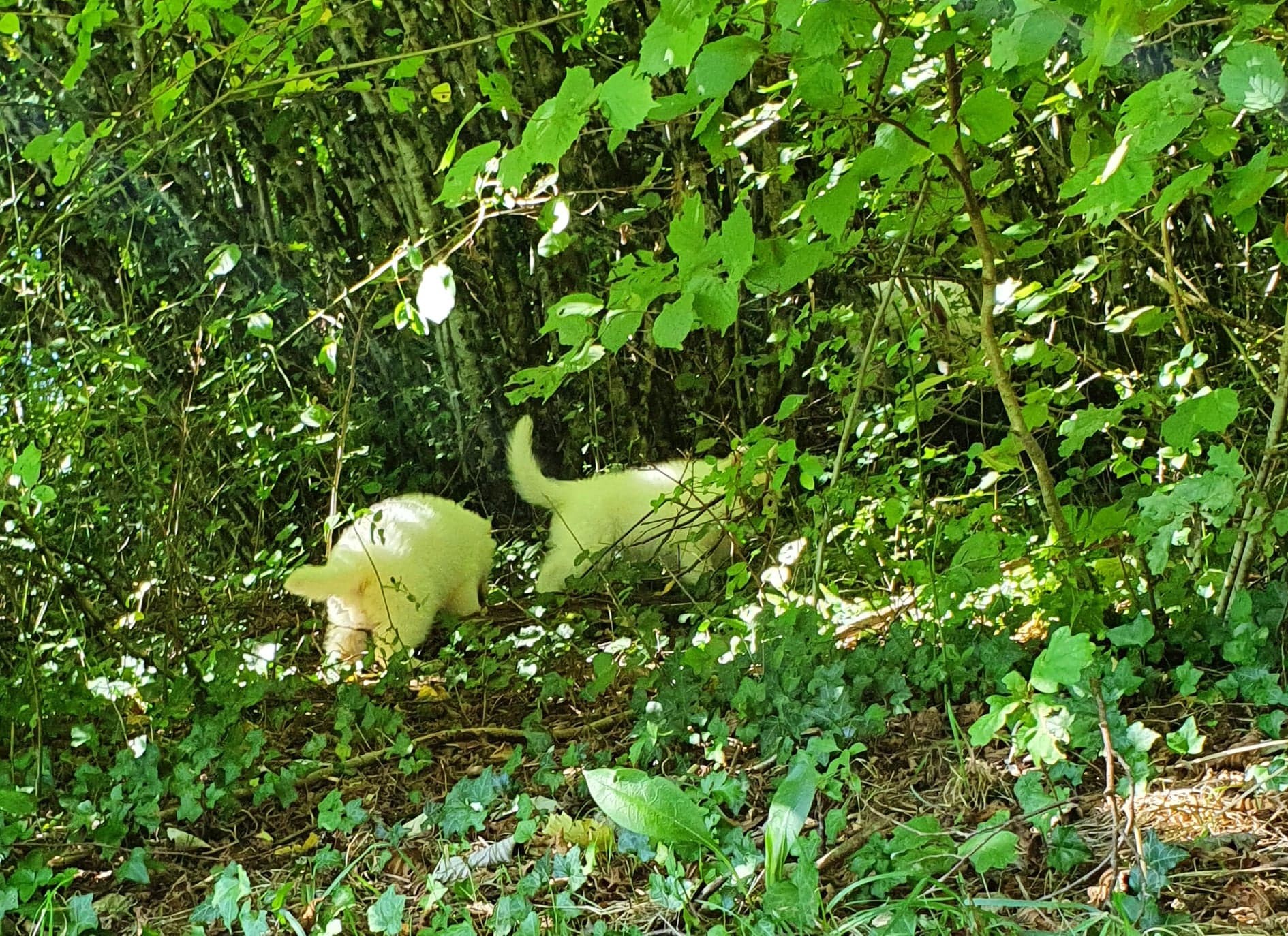 de nouvelles découvertes dans cette foret 