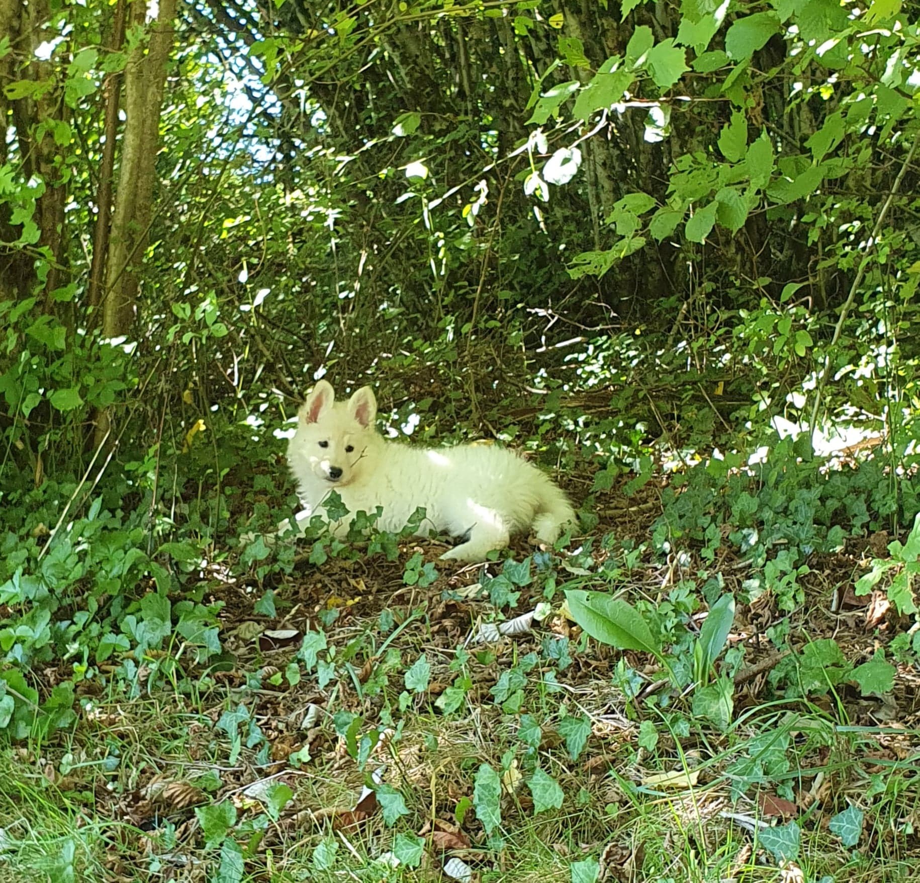 au frais du bois